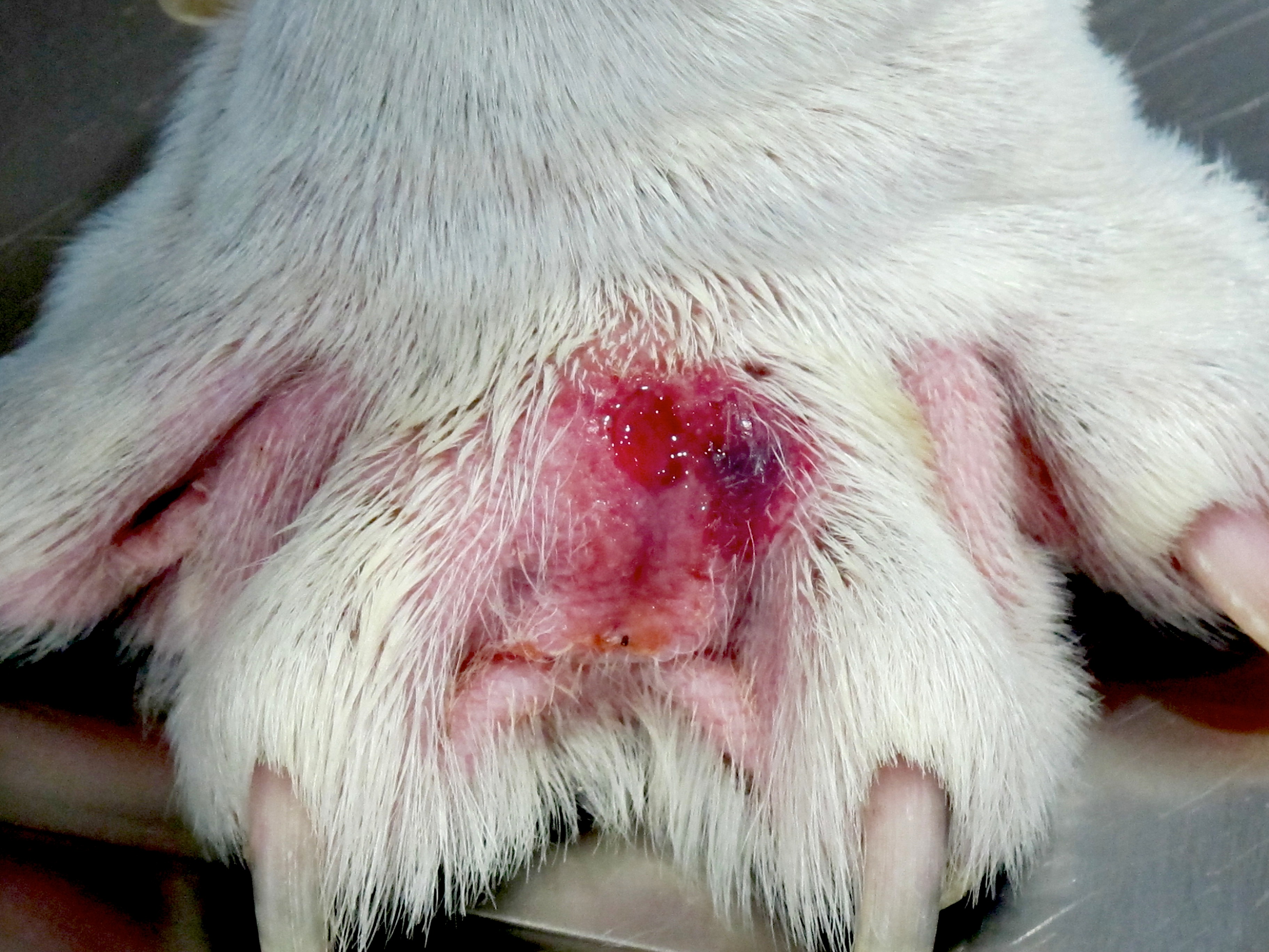 chien leishmanien par Carlos Vich